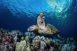 There are less than 100 nesting female Hawksbill Turtles ... by Lyle Krannichfeld 